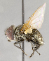  ( - CNC565967)  @11 [ ] No Rights Reserved (2017) Unspecified Canadian National Collection of Insects, Arachnids and Nematodes