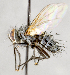  ( - CNC572230)  @11 [ ] Unspecified (default): All Rights Reserved (2017) Unspecified Canadian National Collection of Insects, Arachnids and Nematodes
