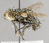  (Peleteria haemorrhoa - CNC575205)  @12 [ ] No Rights Reserved (2017) Unspecified Canadian National Collection of Insects, Arachnids and Nematodes