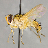  ( - CNC575228)  @11 [ ] No Rights Reserved (2029) Unspecified Canadian National Collection of Insects, Arachnids and Nematodes