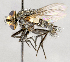  ( - CNC575260)  @14 [ ] No Rights Reserved (2017) Unspecified Canadian National Collection of Insects, Arachnids and Nematodes