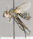  ( - CNC583582)  @11 [ ] No Rights Reserved (2017) Unspecified Canadian National Collection of Insects, Arachnids and Nematodes