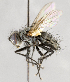  ( - CNC583598)  @11 [ ] No Rights Reserved (2032) Unspecified Canadian National Collection of Insects, Arachnids and Nematodes