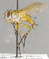  ( - CNC583609)  @12 [ ] No Rights Reserved (2017) Unspecified Canadian National Collection of Insects, Arachnids and Nematodes