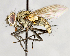  ( - CNC583615)  @13 [ ] Unspecified (default): All Rights Reserved (2017) Unspecified Canadian National Collection of Insects, Arachnids and Nematodes