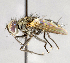  (Lixophaga sp. GER1 - CNC583617)  @11 [ ] Unspecified (default): All Rights Reserved (2017) Unspecified Canadian National Collection of Insects, Arachnids and Nematodes