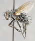 (Oswaldia sp. GER3 - CNC583630)  @12 [ ] Unspecified (default): All Rights Reserved (2017) Unspecified Canadian National Collection of Insects, Arachnids and Nematodes