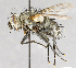  (Parasetigena - CNC583648)  @15 [ ] No Rights Reserved (2017) Unspecified Canadian National Collection of Insects, Arachnids and Nematodes