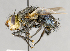  (Archytas sp. GER2 - CNC591938)  @13 [ ] No Rights Reserved (2017) Unspecified Canadian National Collection of Insects, Arachnids and Nematodes