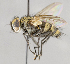  ( - CNC591974)  @13 [ ] Unspecified (default): All Rights Reserved (2017) Unspecified Canadian National Collection of Insects, Arachnids and Nematodes
