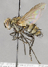  ( - CNC591990)  @11 [ ] Unspecified (default): All Rights Reserved (2017) Unspecified Canadian National Collection of Insects, Arachnids and Nematodes