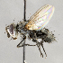  ( - CNC592016)  @11 [ ] No Rights Reserved (2033) Unspecified Canadian National Collection of Insects, Arachnids and Nematodes
