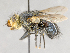  (Archytas sp. GER1 - CNC592035)  @13 [ ] No Rights Reserved (2017) Unspecified Canadian National Collection of Insects, Arachnids and Nematodes