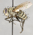  ( - CNC617734)  @14 [ ] Unspecified (default): All Rights Reserved (2017) Unspecified Canadian National Collection of Insects, Arachnids and Nematodes