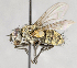  ( - CNC617763)  @13 [ ] Unspecified (default): All Rights Reserved (2017) Unspecified Canadian National Collection of Insects, Arachnids and Nematodes