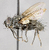  ( - CNC617767)  @11 [ ] Unspecified (default): All Rights Reserved (2017) Unspecified Canadian National Collection of Insects, Arachnids and Nematodes