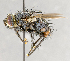  ( - CNC617777)  @11 [ ] No Rights Reserved (2017) Unspecified Canadian National Collection of Insects, Arachnids and Nematodes