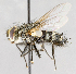  ( - CNC617814)  @11 [ ] No Rights Reserved (2017) Unspecified Canadian National Collection of Insects, Arachnids and Nematodes
