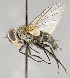  ( - CNC617818)  @11 [ ] No Rights Reserved (2017) Unspecified Canadian National Collection of Insects, Arachnids and Nematodes
