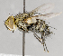  ( - CNC617821)  @13 [ ] No Rights Reserved (2017) Unspecified Canadian National Collection of Insects, Arachnids and Nematodes