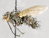  ( - CNC617843)  @14 [ ] No Rights Reserved (2038) Unspecified Canadian National Collection of Insects, Arachnids and Nematodes