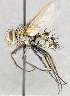  ( - CNC617844)  @14 [ ] No Rights Reserved (2039) Unspecified Canadian National Collection of Insects, Arachnids and Nematodes