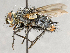  ( - CNC617859)  @11 [ ] No Rights Reserved (2017) Unspecified Canadian National Collection of Insects, Arachnids and Nematodes