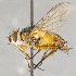  (Genea tenera - CNC617864)  @15 [ ] No Rights Reserved (2017) Unspecified Canadian National Collection of Insects, Arachnids and Nematodes