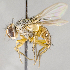  (Ceromya elyii - CNC617866)  @11 [ ] No Rights Reserved (2017) Unspecified Canadian National Collection of Insects, Arachnids and Nematodes