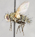  (Lixophaga sp. GER2 - CNC617904)  @13 [ ] Unspecified (default): All Rights Reserved (2017) Unspecified Canadian National Collection of Insects, Arachnids and Nematodes