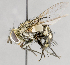  ( - CNC617919)  @11 [ ] No Rights Reserved (2017) Unspecified Canadian National Collection of Insects, Arachnids and Nematodes