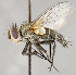  ( - CNC617923)  @11 [ ] No Rights Reserved (2017) Unspecified Canadian National Collection of Insects, Arachnids and Nematodes