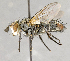  ( - CNC618702)  @11 [ ] No Rights Reserved (2018) Unspecified Canadian National Collection of Insects, Arachnids and Nematodes
