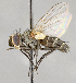  ( - CNC618737)  @11 [ ] No Rights Reserved (2019) Unspecified Canadian National Collection of Insects, Arachnids and Nematodes