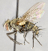  ( - CNC618742)  @13 [ ] Unspecified (default): All Rights Reserved (2017) Unspecified Canadian National Collection of Insects, Arachnids and Nematodes