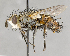  ( - CNC618744)  @11 [ ] No Rights Reserved (2020) Unspecified Canadian National Collection of Insects, Arachnids and Nematodes