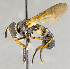  ( - CNC618753)  @11 [ ] No Rights Reserved (2022) Unspecified Canadian National Collection of Insects, Arachnids and Nematodes
