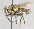  ( - CNC619734)  @14 [ ] Unspecified (default): All Rights Reserved (2017) Unspecified Canadian National Collection of Insects, Arachnids and Nematodes