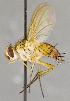  (Genea sp. GER1 - CNC620605)  @13 [ ] No Rights Reserved (2023) Unspecified Canadian National Collection of Insects, Arachnids and Nematodes
