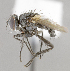  ( - CNC620609)  @12 [ ] Unspecified (default): All Rights Reserved (2017) Unspecified Canadian National Collection of Insects, Arachnids and Nematodes