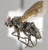  ( - CNC620616)  @14 [ ] No Rights Reserved (2044) Unspecified Canadian National Collection of Insects, Arachnids and Nematodes