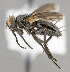  ( - CNC620617)  @13 [ ] No Rights Reserved (2045) Unspecified Canadian National Collection of Insects, Arachnids and Nematodes
