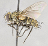  ( - CNC620623)  @13 [ ] Unspecified (default): All Rights Reserved (2017) Unspecified Canadian National Collection of Insects, Arachnids and Nematodes