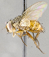  ( - CNC623264)  @11 [ ] No Rights Reserved (2017) Unspecified Canadian National Collection of Insects, Arachnids and Nematodes