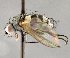  (Graphogaster orientalis - CNC633532)  @11 [ ] No Rights Reserved (2029) Unspecified Canadian National Collection of Insects, Arachnids and Nematodes