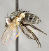  ( - CNC633546)  @12 [ ] No Rights Reserved (2032) Unspecified Canadian National Collection of Insects, Arachnids and Nematodes