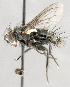  (Cyrtophloeba nitida - CNC678137)  @14 [ ] No Rights Reserved (2052) Unspecified Canadian National Collection of Insects, Arachnids and Nematodes