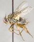  ( - CNC703854)  @11 [ ] No Rights Reserved (2017) Unspecified Canadian National Collection of Insects, Arachnids and Nematodes