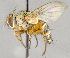  ( - CNC708451)  @11 [ ] No Rights Reserved (2017) Unspecified Canadian National Collection of Insects, Arachnids and Nematodes