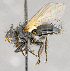  (Hyalurgus ater - CNC708526)  @11 [ ] No Rights Reserved (2035) Unspecified Canadian National Collection of Insects, Arachnids and Nematodes
